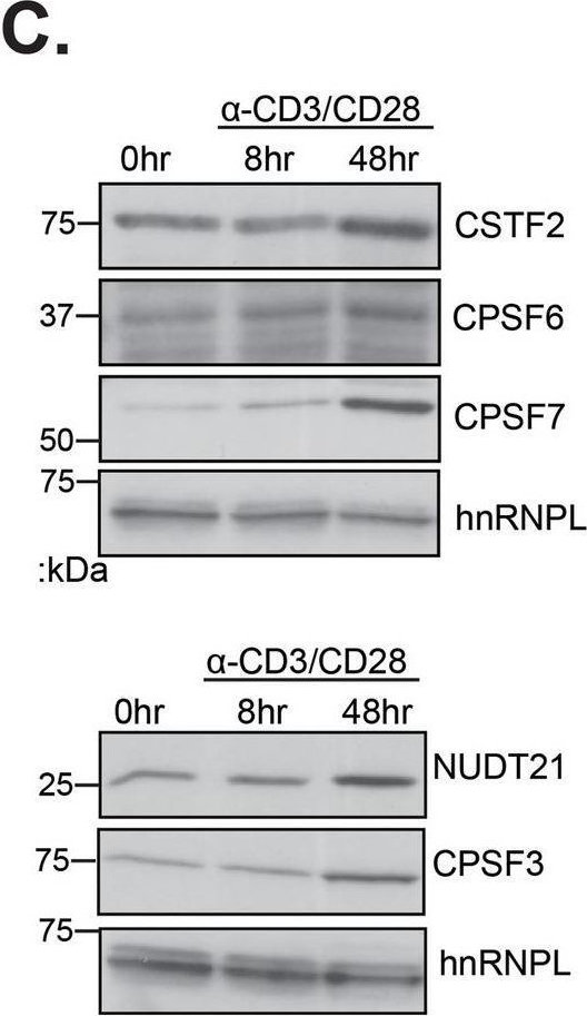 Fig.4.C showing Western Blotting from the publication: Alternative 3'UTR expression induced by T cell activation is regulated in a temporal and signal dependent manner.