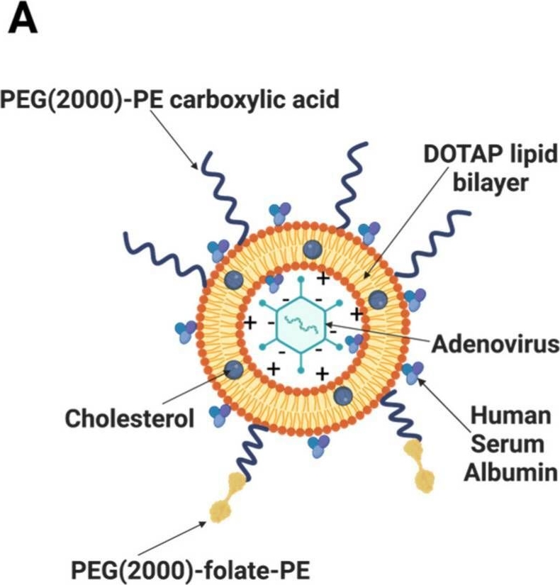 Fig.1.A from the publication: Development of Adenovirus Containing Liposomes Produced by Extrusion vs. Homogenization: A Comparison for Scale-Up Purposes.