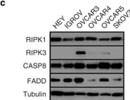 Fig.1.C showing Western Blotting from the publication: Triggering necroptosis in cisplatin and IAP antagonist-resistant ovarian carcinoma.