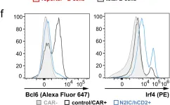 Fig.4.F showing Flow cytometry/Cell sorting from the publication: Notch2 controls developmental fate choices between germinal center and marginal zone B cells upon immunization.