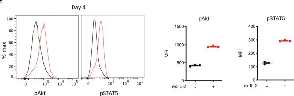Fig.1.F showing Flow cytometry/Cell sorting in a Mus musculus (House mouse) sample from the publication: Exogenous IL-2 delays memory precursors generation and is essential for enhancing memory cells effector functions.