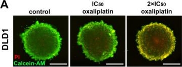Fig.1.A from the publication: Transcriptomic Landscape of Paclitaxel-Induced Multidrug Resistance in 3D Cultures of Colon Cancer Cell Line DLD1.