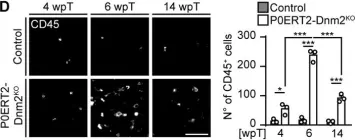 Fig.3.D showing Immunocytochemistry in a Mus musculus (House mouse) sample from the publication: Schwann cells, but not Oligodendrocytes, Depend Strictly on Dynamin 2 Function.