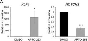 Fig.6.A from the publication: Induction of T-Cell Differentiation by KLF4 in T-Cell Acute Lymphoblastic Leukemia Cells Harboring Activating Mutation in NOTCH3.