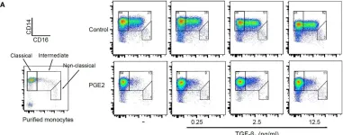 Fig.9.A showing Flow cytometry/Cell sorting in a Homo sapiens (Human) sample from the publication: Prostaglandin E2 Antagonizes TGF-β Actions During the Differentiation of Monocytes Into Dendritic Cells.