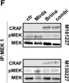 Fig.5.F showing Western Blotting in a Homo sapiens (Human) sample from the publication: Combination of the Novel RAF Dimer Inhibitor Brimarafenib With the MEK Inhibitor Mirdametinib Is Effective Against NRAS Mutant Melanoma.