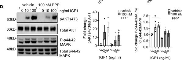 Fig.3.D showing Western Blotting from the publication: Contrasting consequences of podocyte insulin-like growth factor 1 receptor inhibition.