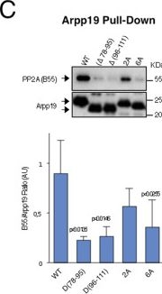 Fig.5.C showing Western Blotting in a Xenopus laevis (African clawed frog) sample from the publication: The study of the determinants controlling Arpp19 phosphatase-inhibitory activity reveals an Arpp19/PP2A-B55 feedback loop.