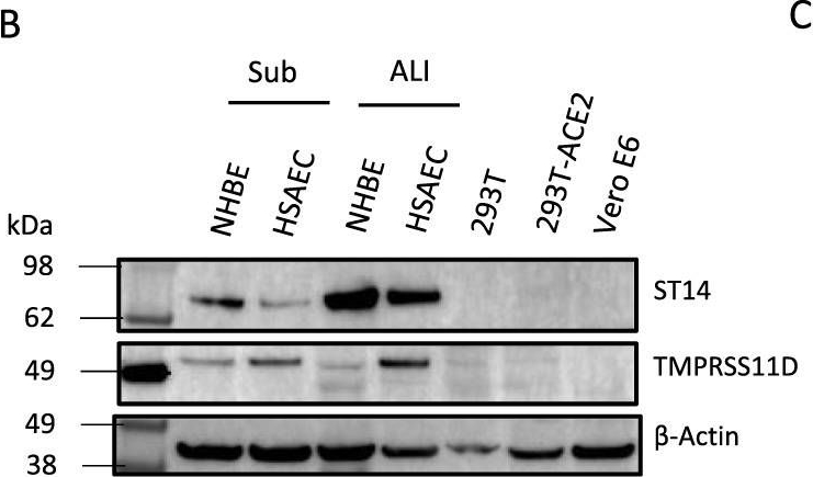 Fig.6.B showing Western Blotting in a Homo sapiens (Human) sample from the publication: SARS-CoV-2 infection of human lung epithelial cells induces TMPRSS-mediated acute fibrin deposition.