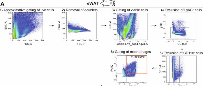 Fig.4.A showing Flow cytometry/Cell sorting in a Mus musculus (House mouse) sample from the publication: Adipocytes influence choroidal neovascularization via PRDM16.