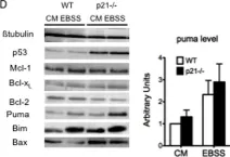 Fig.2.D showing Western Blotting in a Homo sapiens (Human) sample from the publication: Serum-nutrient starvation induces cell death mediated by Bax and Puma that is counteracted by p21 and unmasked by Bcl-x(L) inhibition.