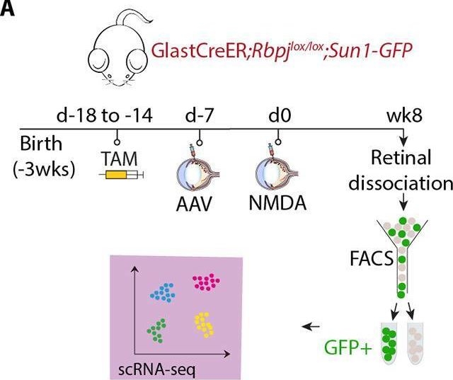 Fig.3.A from the publication: Viral-mediated Pou5f1 (Oct4) overexpression and inhibition of Notch signaling synergistically induce neurogenic competence in mammalian Müller glia.