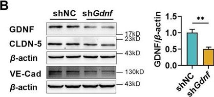 Fig.6.B showing Western Blotting from the publication: Neurons enhance blood-brain barrier function via upregulating claudin-5 and VE-cadherin expression due to glial cell line-derived neurotrophic factor secretion.