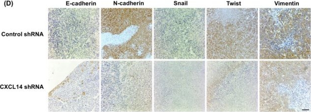 Fig.7.D showing Immunohistochemistry from the publication: CXCL14 promotes osteosarcoma cell migration and invasion by inducing epithelial-to-mesenchymal transition.