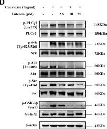Fig.5.D showing Western Blotting from the publication: Luteolin inhibits GPVI-mediated platelet activation, oxidative stress, and thrombosis.