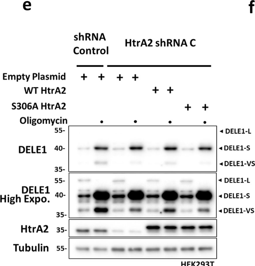 Fig.6.E showing Western Blotting in a Homo sapiens (Human) sample from the publication: Cytosolic retention of HtrA2 during mitochondrial protein import stress triggers the DELE1-HRI pathway.
