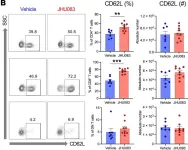 Fig.11.B showing Flow cytometry/Cell sorting in a Mus musculus (House mouse) sample from the publication: T cell metabolic reprogramming in acute kidney injury and protection by glutamine blockade.