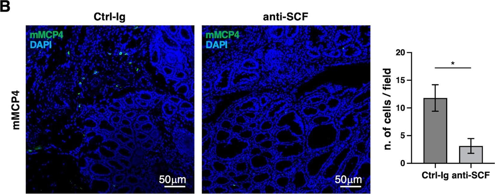 Fig.7.B showing Immunohistochemistry-immunofluorescence in a Mus musculus (House mouse) sample from the publication: SCF and IL-33 regulate mouse mast cell phenotypic and functional plasticity supporting a pro-inflammatory microenvironment.