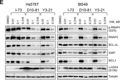 Fig.2.E showing Western Blotting in a Homo sapiens (Human) sample from the publication: Disrupting CDK9 activity suppresses triple-negative breast cancer and is enhanced by EGFR Inhibition.
