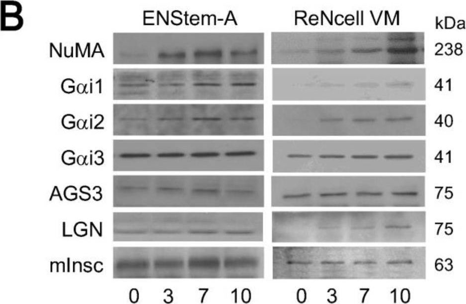 Fig.2.B showing Western Blotting in a Homo sapiens (Human) sample from the publication: AGS3 and Gαi3 Are Concomitantly Upregulated as Part of the Spindle Orientation Complex during Differentiation of Human Neural Progenitor Cells.