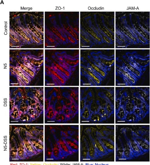 Fig.5.A showing Immunohistochemistry-immunofluorescence in a Mus musculus (House mouse) sample from the publication: Lactobacillus johnsonii N5 from heat stress-resistant pigs improves gut mucosal immunity and barrier in dextran sodium sulfate-induced colitis.