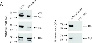 Fig.1.A showing Western Blotting in a Homo sapiens (Human) sample from the publication: Protein kinase A type I activates a CRE-element more efficiently than protein kinase A type II regardless of C subunit isoform.