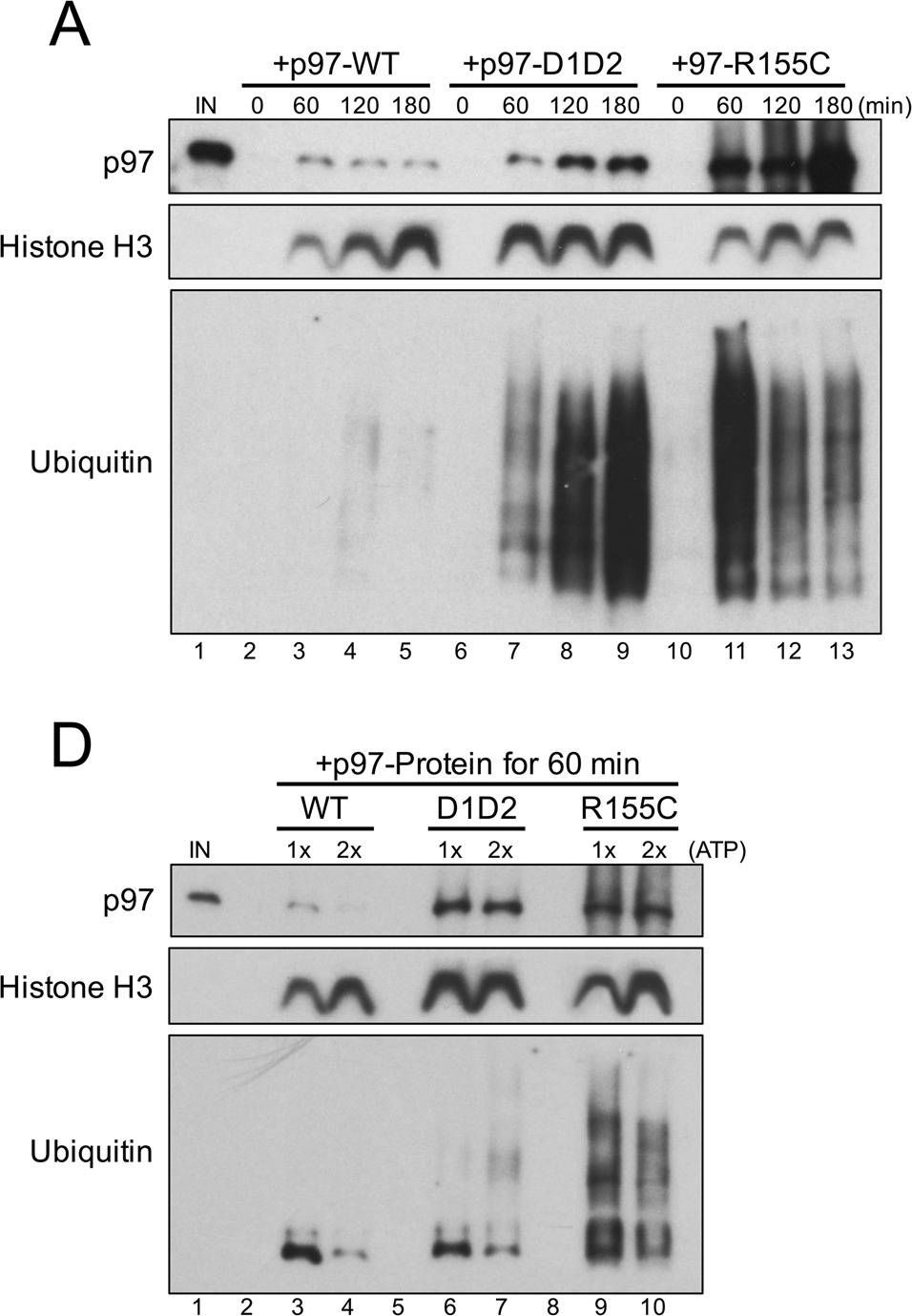 Fig.5.A,D showing Western Blotting in a Xenopus laevis (African clawed frog) sample from the publication: Uncoupling of p97 ATPase activity has a dominant negative effect on protein extraction.