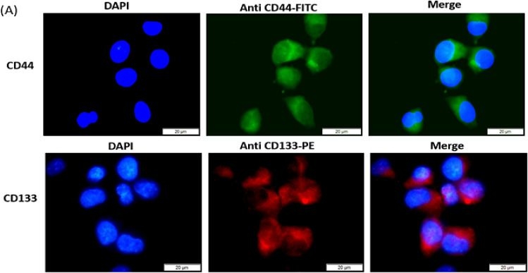 Fig.6.A showing Immunocytochemistry-immunofluorescence from the publication: Green silver nanoparticles curcumin conjugate induced photodynamic therapy of lung cancer and lung cancer stem cells.