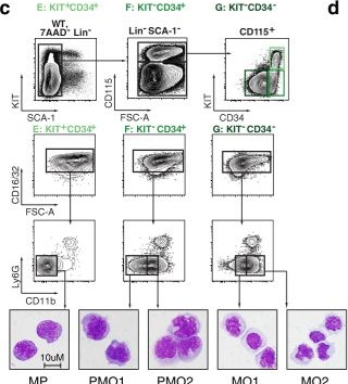 Fig.1.C showing Flow cytometry/Cell sorting in a Mus musculus (House mouse) sample from the publication: Transcription factor-driven coordination of cell cycle exit and lineage-specification in vivo during granulocytic differentiation : In memoriam Professor Niels Borregaard.