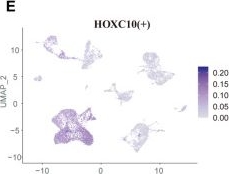 Fig.1.E showing Flow cytometry/Cell sorting from the publication: HOXC10 Protects from Skin Aging by Targeting the FZD6/Wnt/β-Catenin Signaling Pathway.