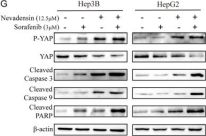 syaページ Phospho-YAP (Ser127) Antibody | Affinity Biosciences