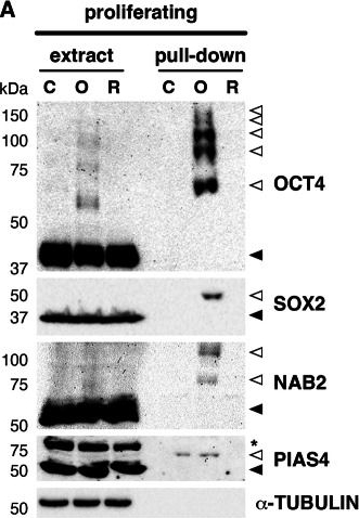 Fig.4.A showing Western Blotting from the publication: SUMO2/3 modification of transcription-associated proteins controls cell viability in response to oxygen and glucose deprivation-mediated stress.