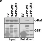 Fig.9.C showing Western Blotting in a Homo sapiens (Human) sample from the publication: Blimp1 activation by AP-1 in human lung cancer cells promotes a migratory phenotype and is inhibited by the lysyl oxidase propeptide.