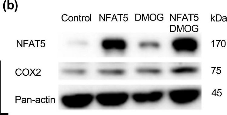 Fig.5.B showing Western Blotting in a Homo sapiens (Human) sample from the publication: Rel Family Transcription Factor NFAT5 Upregulates COX2 via HIF-1α Activity in Ishikawa and HEC1a Cells.