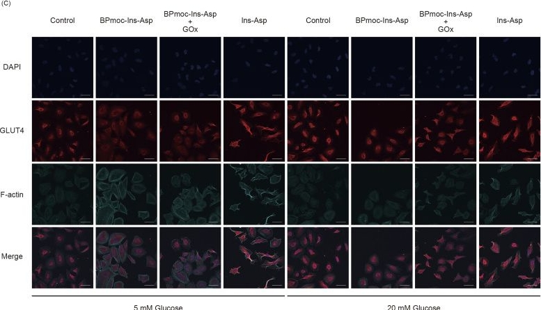 Fig.2.C showing Immunocytochemistry-immunofluorescence from the publication: Fully dissolved glucose-responsive insulin delivery system based on a self-immolative insulin prodrug and glucose oxidase.