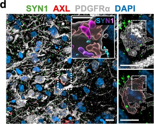 Fig.3.D showing Immunohistochemistry-immunofluorescence from the publication: Human oligodendrocyte progenitor cells mediate synapse elimination through TAM receptor activation.
