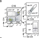 Fig.4.B showing Flow cytometry/Cell sorting in a Mus musculus (House mouse) sample from the publication: Targeted genome editing restores T cell differentiation in a humanized X-SCID pluripotent stem cell disease model.