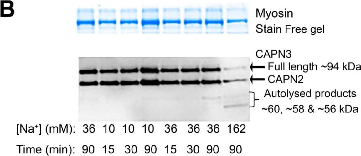 Fig.1.B showing Western Blotting from the publication: Calpain-3 Is Not a Sodium Dependent Protease and Simply Requires Calcium for Activation.