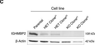 Fig.1.C showing Western Blotting in a Homo sapiens (Human) sample from the publication: IGHMBP2 deletion suppresses translation and activates the integrated stress response.