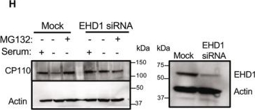 Fig.1.H showing Western Blotting in a Homo sapiens (Human) sample from the publication: EHD1 promotes CP110 ubiquitination by centriolar satellite delivery of HERC2 to the mother centriole.