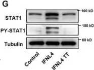 Fig.3.G showing Western Blotting in a Homo sapiens (Human) sample from the publication: IFN-λ4 potently blocks IFN-α signalling by ISG15 and USP18 in hepatitis C virus infection.