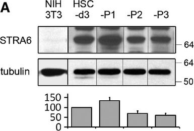 Fig.3.A showing Western Blotting from the publication: Fusion protein of retinol-binding protein and albumin domain III reduces liver fibrosis.