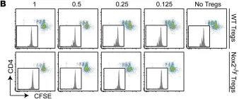 Fig.6.B showing Flow cytometry/Cell sorting in a Mus musculus (House mouse) sample from the publication: Nox2 in regulatory T cells promotes angiotensin II-induced cardiovascular remodeling.