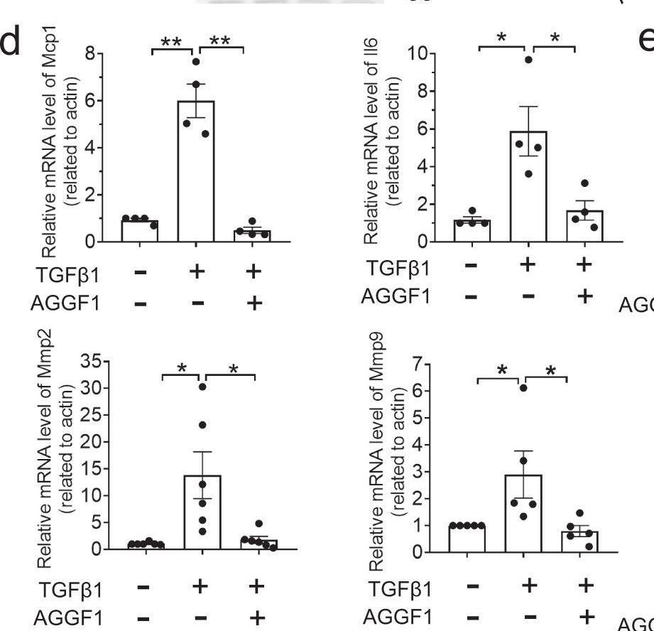 Fig.4.D showing Flow cytometry/Cell sorting from the publication: AGGF1 therapy inhibits thoracic aortic aneurysms by enhancing integrin α7-mediated inhibition of TGF-β1 maturation and ERK1/2 signaling.