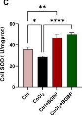 Fig.6.C from the publication: Bitter gourd bioactive peptide alleviates neuronal ferroptosis after spinal cord ischemia-reperfusion injury, combined with emerging cell and animal models.