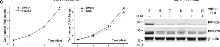 Fig.4.C showing Western Blotting from the publication: PIP4K2A/2B inhibitor suppresses tumor growth in a xenograft model of NSCLC.