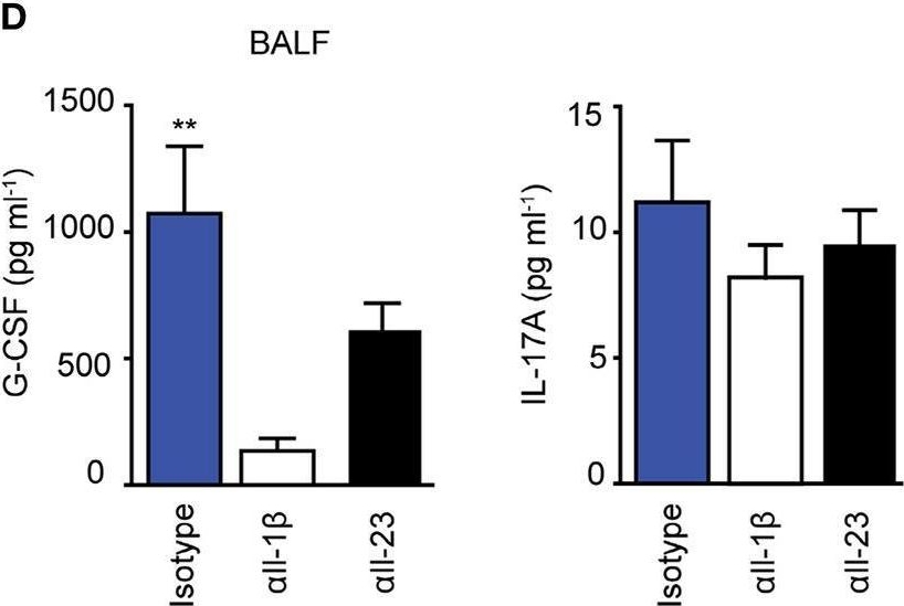 Fig.5.D showing Enzyme-linked immunosorbent assay from the publication: ATF3 Stimulates IL-17A by Regulating Intracellular Ca2+/ROS-Dependent IL-1β Activation During Streptococcus pneumoniae Infection.
