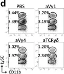 Fig.4.D showing Flow cytometry/Cell sorting in a Mus musculus (House mouse) sample from the publication: Vγ1 and Vγ4 gamma-delta T cells play opposing roles in the immunopathology of traumatic brain injury in males.
