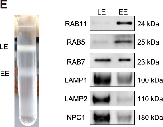Fig.4.E showing Western Blotting from the publication: Amphotericin B promotes respiratory viral entry by enhancing late endosomal maturation and fusion via glucocerebrosidase-mediated ceramide remodeling.