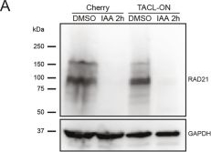 Fig.4.A showing Western Blotting from the publication: Characterization of induced cohesin loop extrusion trajectories in living cells.